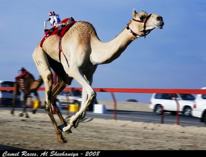 Technology working for human rights! Here is the prototype of the camel jockey proposed by the Switzerland firm K-Team.