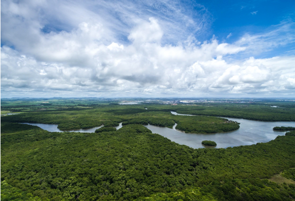 Rainforest Mafias: How Violence and Impunity Fuel Deforestation in