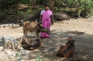 Sankarapuram_Microfinance_Animaux_Betail-14